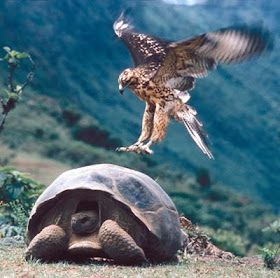 Animals - Galapagos Island Seen On www.coolpicturegallery.us