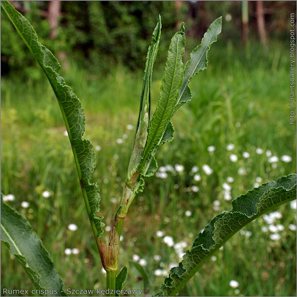 Rumex crispus leaf - Szczaw kędzierzawy liście