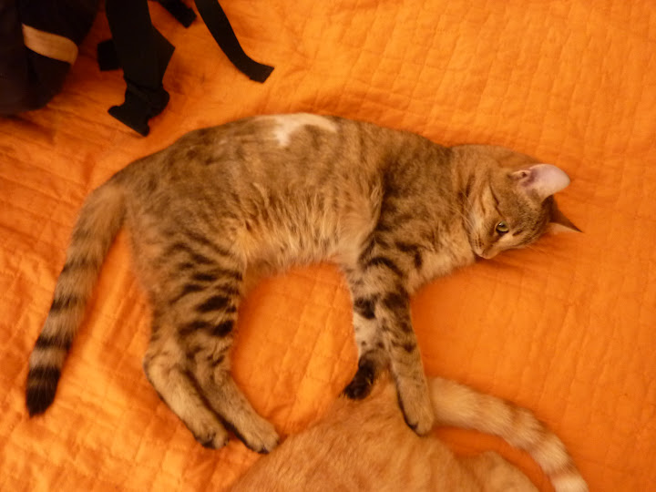 Качена снимка