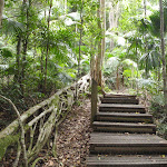 Steps beside fig tree tube (226273)