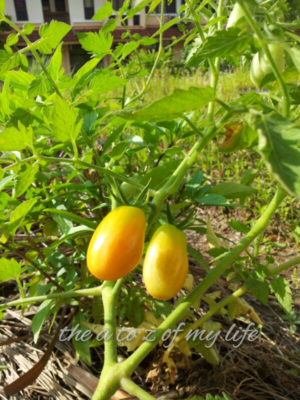 kebun sejemput Tomato Ceri  Mula Ranum Minggu 11
