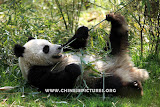 Eating Chinese Panda Photo 2