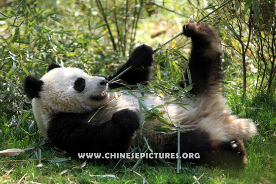 Eating Chinese Panda Photo 2