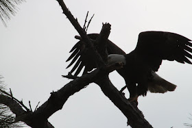 Wildlife Photos of African Eagle