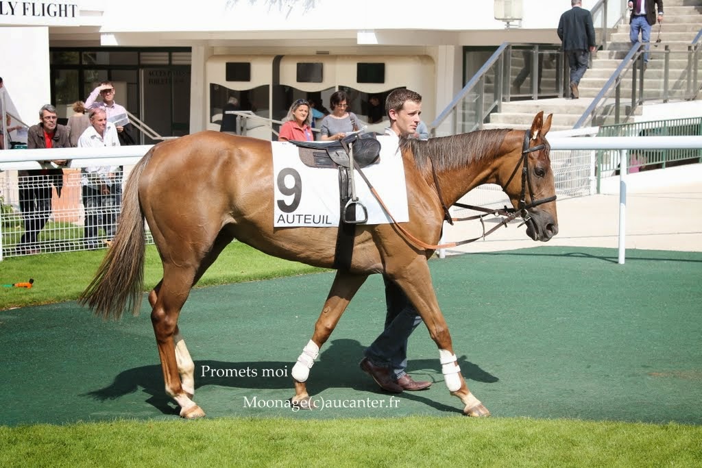 Photos Auteuil 8-06-2014  - Page 2 IMG_1941