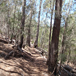 Track up the hill south of Sandy Beach Ck (106042)