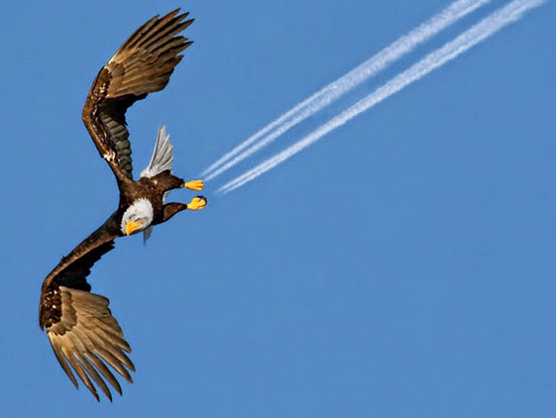 eagle-perfect-timing.