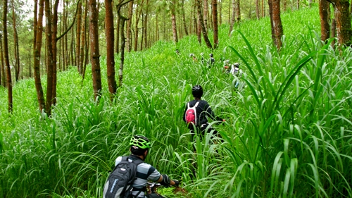 Saking hijaunya, track yang biasa kami lewati pun hilang ditumbuhi oleh vegetasi sejenis Rumput Gajah.