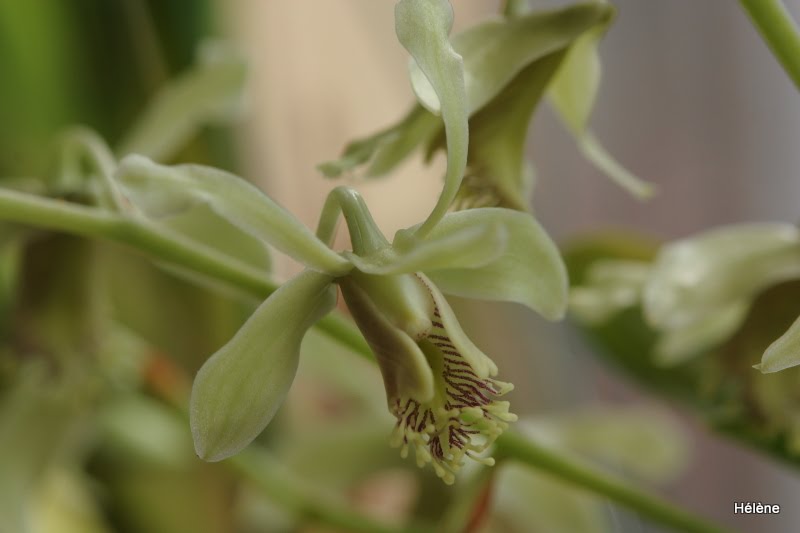Dendrobium venustum Dendrobium+Venustum1
