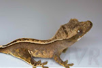 Sacagawea - Unsexed *full* pinstripe crested gecko from moonvalleyreptiles.com