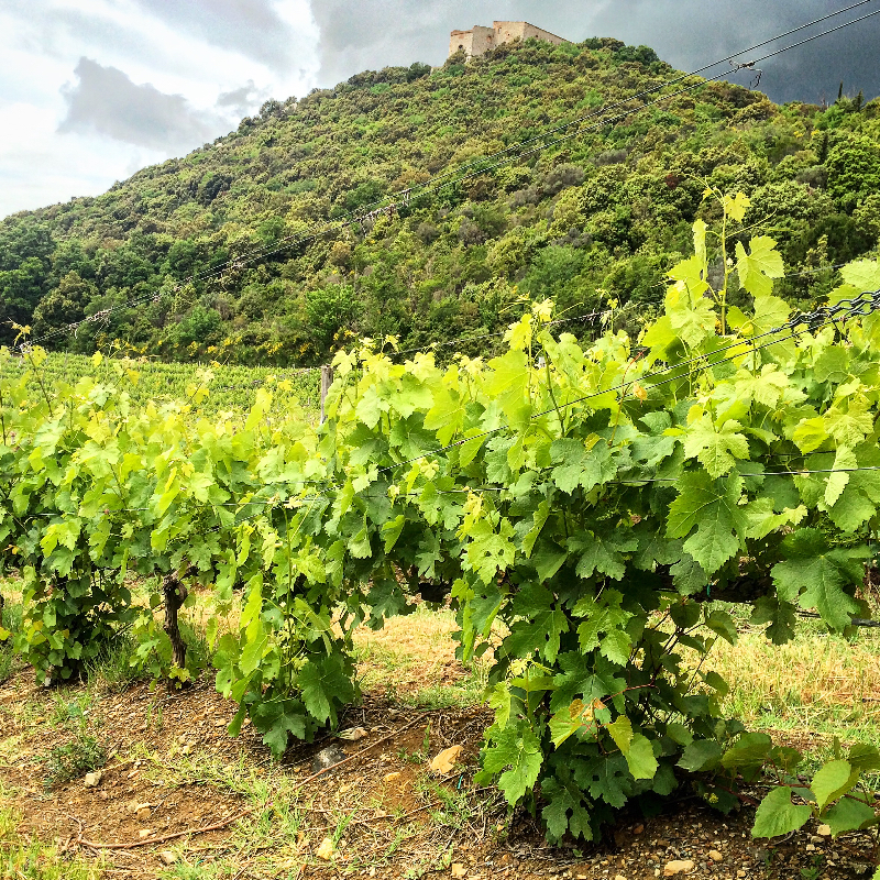 Main image of Tenuta San Guido