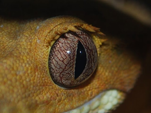 IMAGE(<a href="https://lh6.googleusercontent.com/-m4yHmXS5Avs/TjnCFy9de7I/AAAAAAAAE_Y/pl3cBBsskR0/CSC_1368.JPG" rel="nofollow">https://lh6.googleusercontent.com/-m4yHmXS5Avs/TjnCFy9de7I/AAAAAAAAE_Y/pl3cBBsskR0/CSC_1368.JPG</a>)