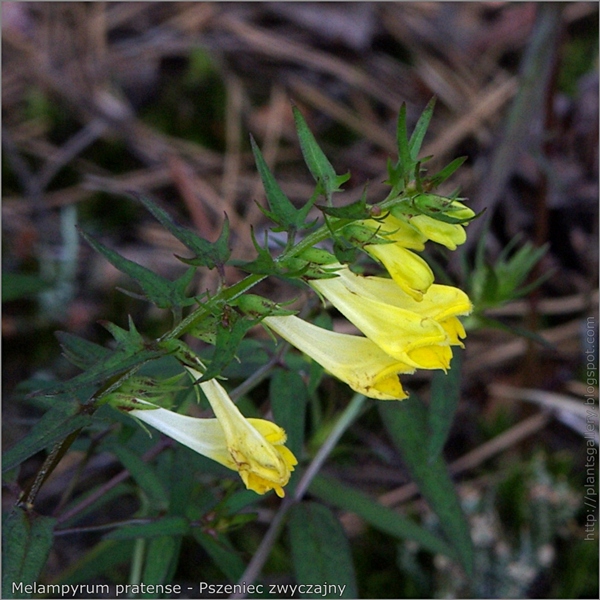 Melampyrum pratense flower - Pszeniec zwyczajny kwiat