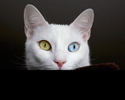 Recherche de chats de toutes couleurs ! Yeu%252520bleu