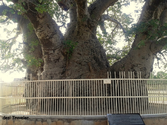 Biggest Baobab Tree India