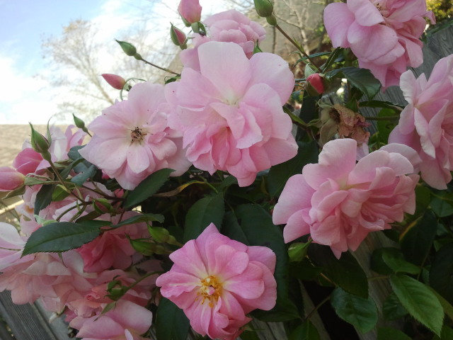 Climbing Pinkie – Polyantha Rose | The Redneck Rosarian