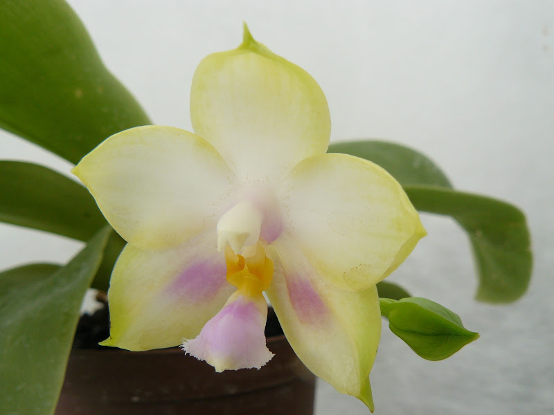Phalaenopsis Penang Moonbright P1030133