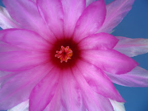 Picasa