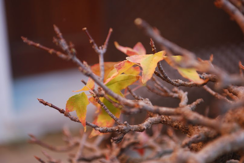XI Exposición Invernal de bonsai de la A.S.B. Chokkan 185%252520XI%252520Exp.Inv.%252520ASBC%25252020111204%252520191