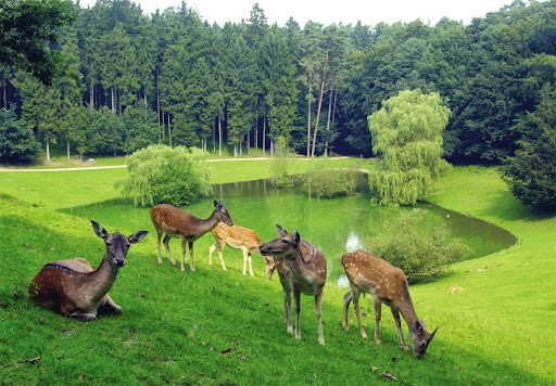 Wildpark Schwarze Berge