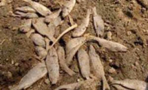 Ufo Colombiufo Blamed For 2000 Dead Fish