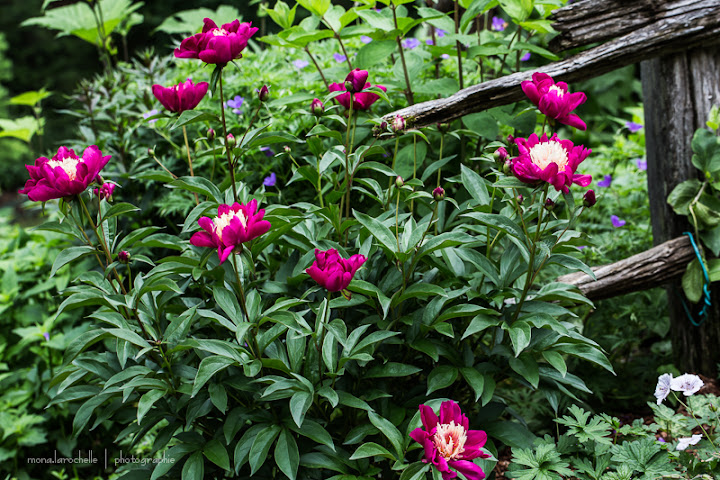 Paeonia Top Hat Paeonia-top-hat-130627-52rm