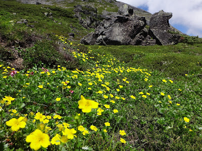 25 ++ 乗鞍岳 花 391182-乗鞍岳 花 図鑑