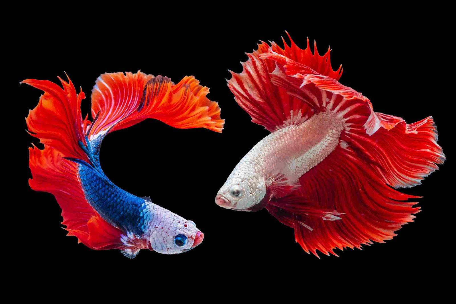 A couple of fish with red and blue fins

Description automatically generated