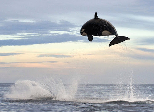 Φωτογραφίες με φάλαινα που καταβροχθίζει δελφίνι Photo%252520Jul%25252025%25252C%2525202013%25252C%2525209%25253A51