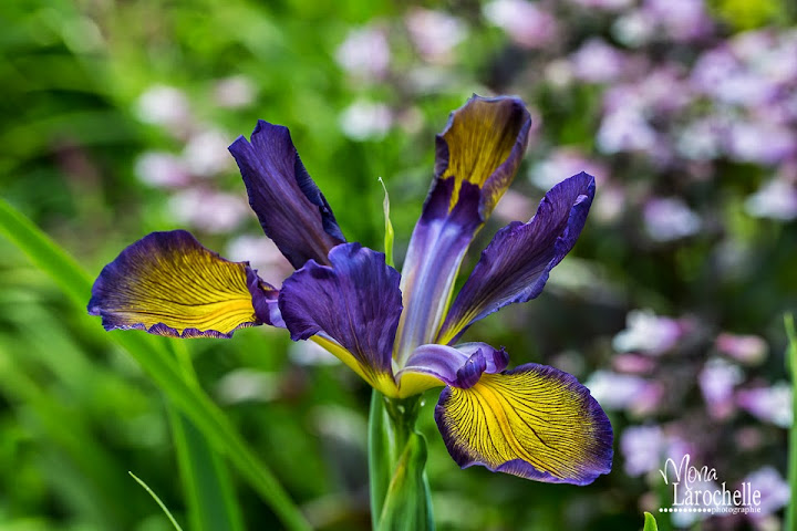 Iris spuria Coolangata Iris_spuria_coollangata_140705-4rm