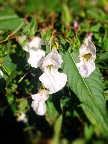 Indian Balsam Wildflower