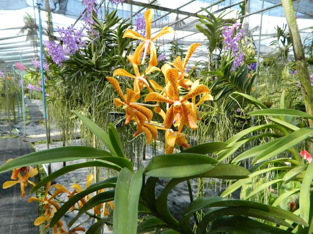 Орхидеи и прочая красота на о. Пхукет - Страница 16 DSCN0145