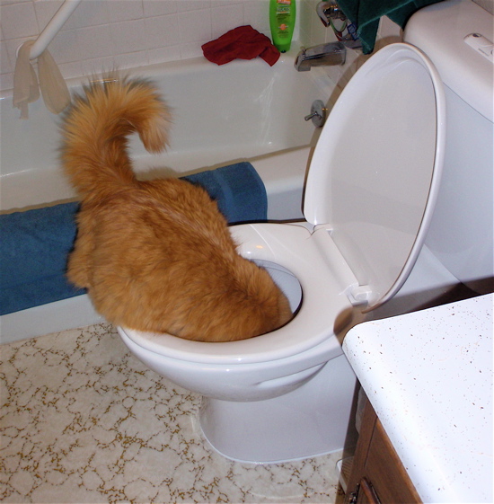 Image result for cat drinking out of toilet gif