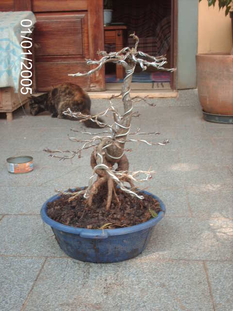 Ficus Nerifolia, Uma raiz de 3 anos... PICT0981
