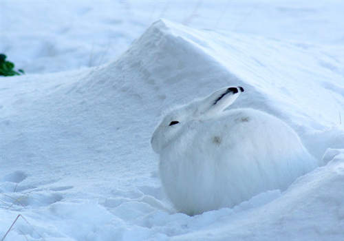 北極兔2