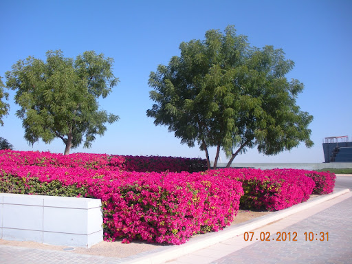 GREEN SCAPES, 62 Nad Al Hamar Rd - Dubai - United Arab Emirates, Landscaper, state Dubai