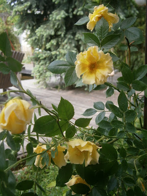 [Bild: P5120667.JPG]