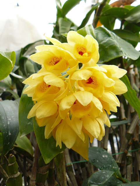 Dendrobium sulcatum P1030075