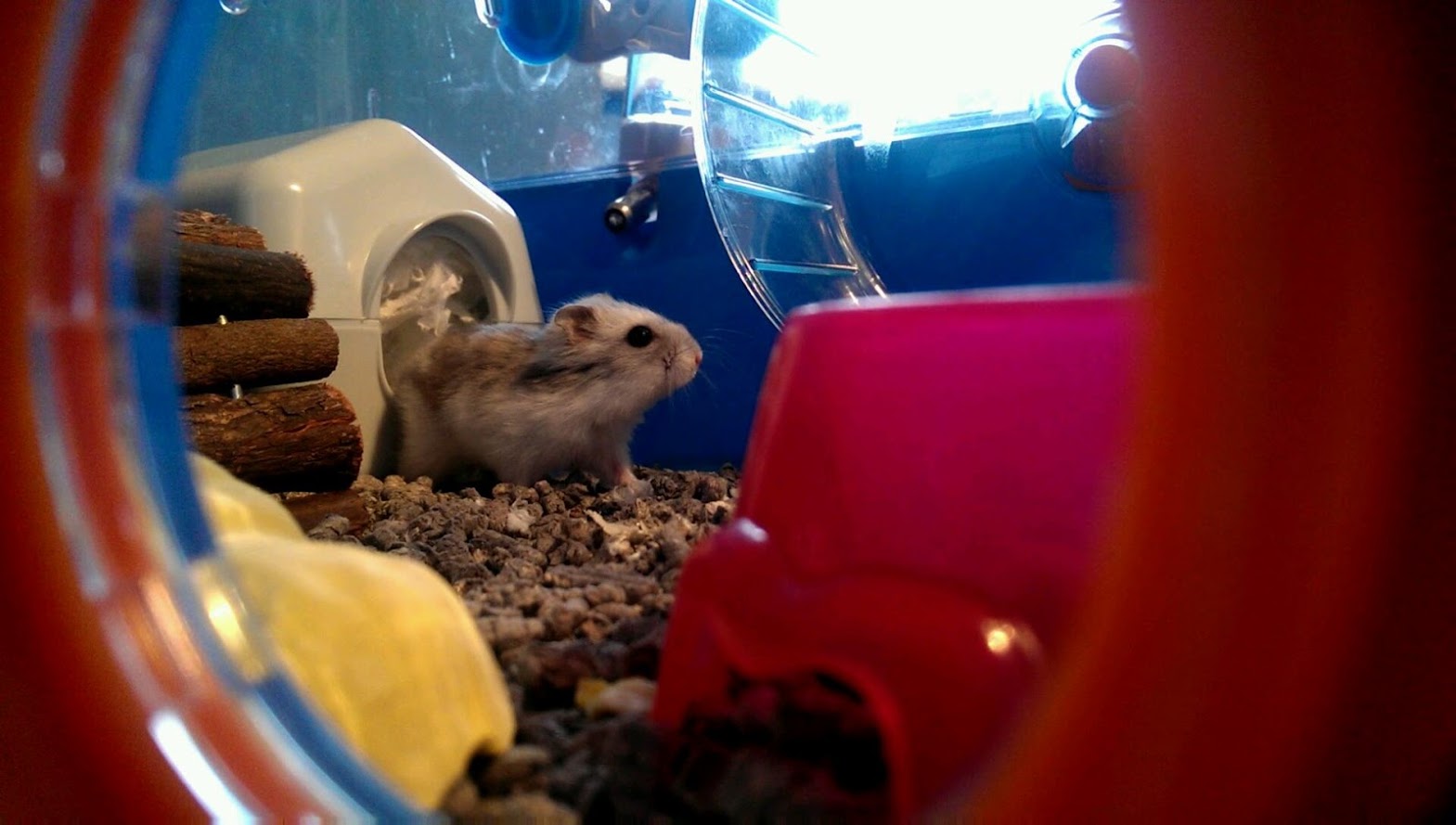 Dwarf Winter White Hamster