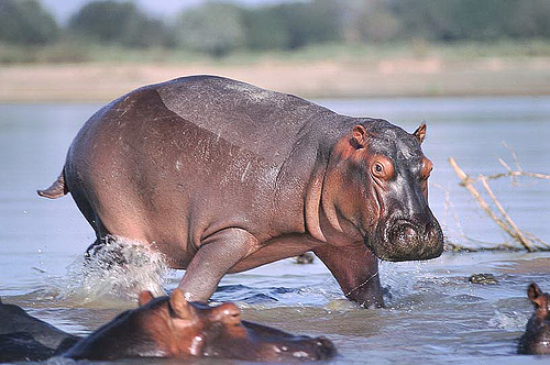 True Wild Life: Hippopotamus