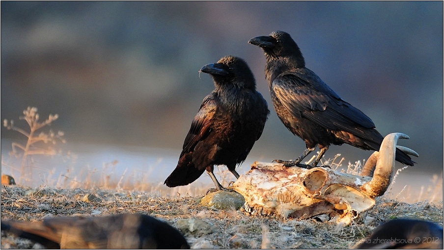 wildlife.crimea.ua