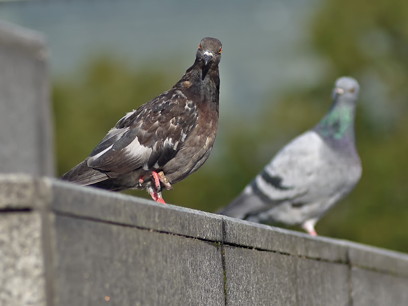 Pigeons de Bercy G1360517
