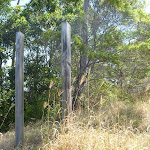 Posts in bushland Green Point Reserve (402382)