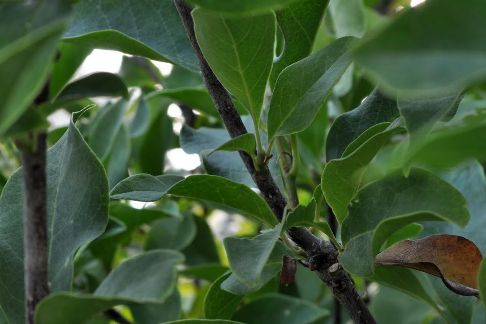 Healthy Magnolia Branch