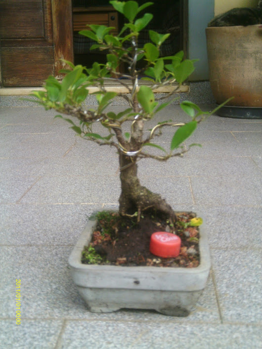 Ficus Retusa 23 cmts. ... IMAG0009