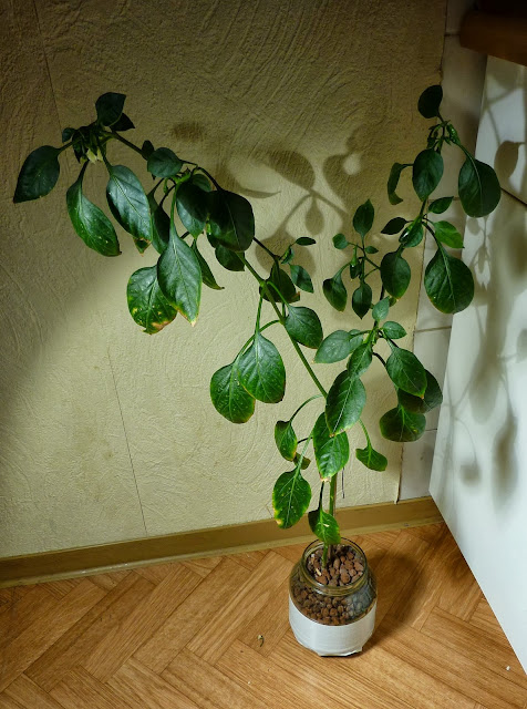 P1270326.JPG