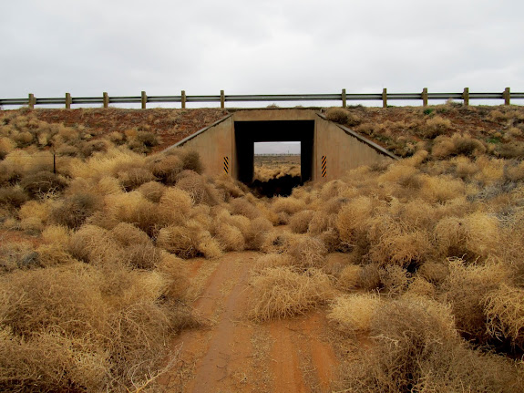 Tumbleweeds that thwarted mine and Chris' attempt at hiking Cottonwood Canyon