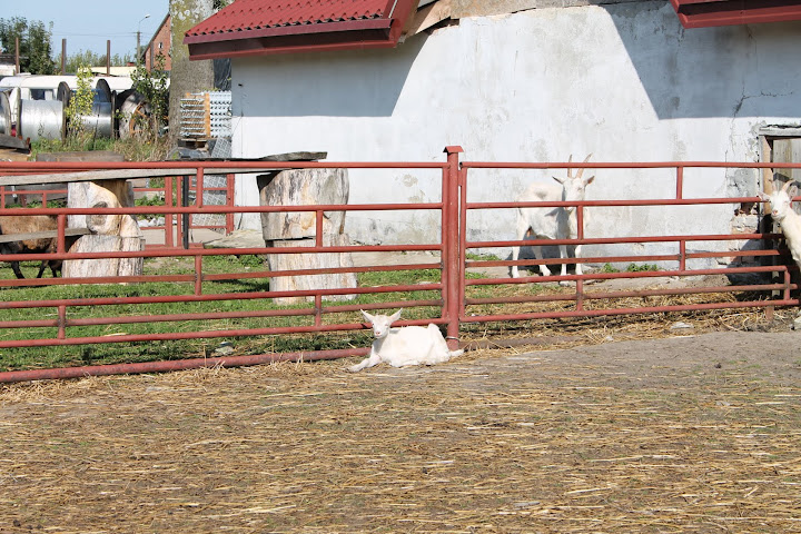 Wybieg kóz