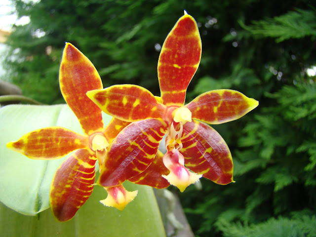 Phalaenopsis Mambo DSC09056