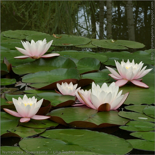 Nymphaea 'Suavissima' - Lilia wodna kwiaty i liście